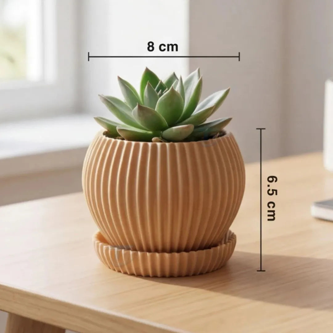 Mini Vaso para Suculentas com Bandeja